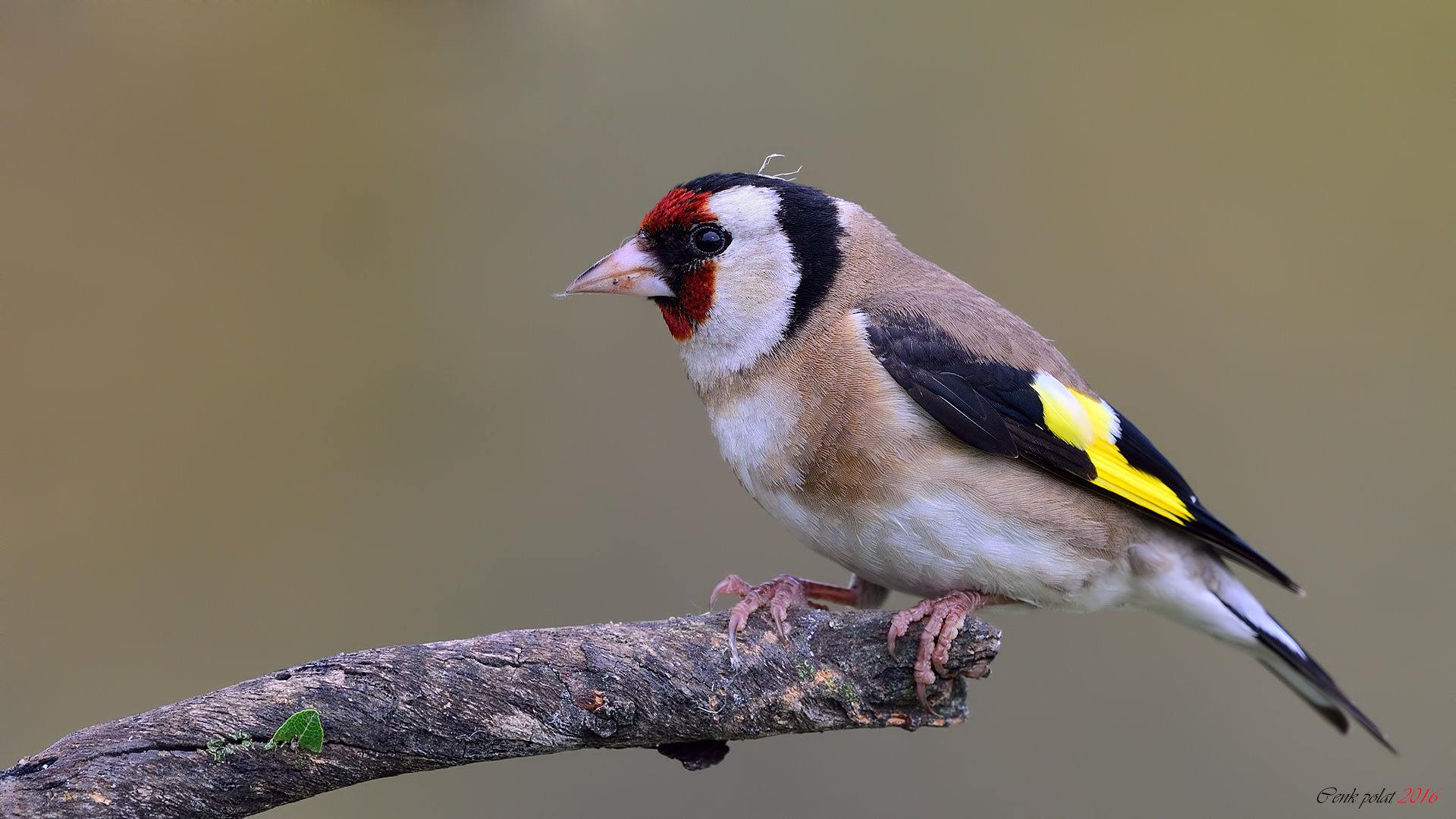 European Goldfinch